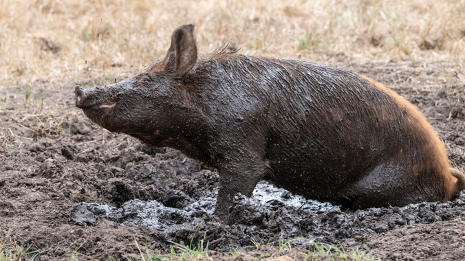 Pig at the Walled Garden at Shugborough enjoying mud bath